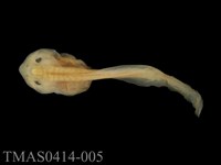 藏品(面天樹蛙)的圖片